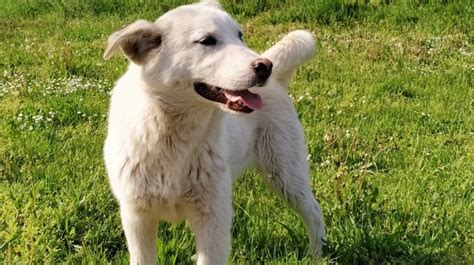 Čitaoci B92.net o porezu na pse: "Da, apsolutno" ANKETA - B92