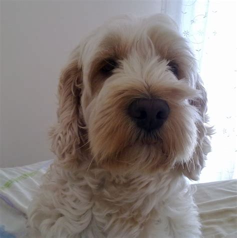 Image result for Cockapoo as Pets