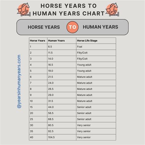 Horse Years to Human Years (Calculator, Age Chart) - YIHY
