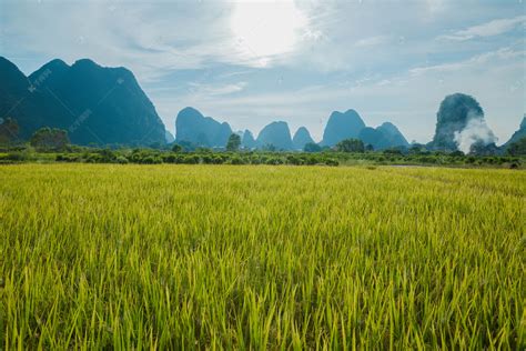 路上的稻田和村庄就是风景|稻田|图库|飞燕_新浪新闻