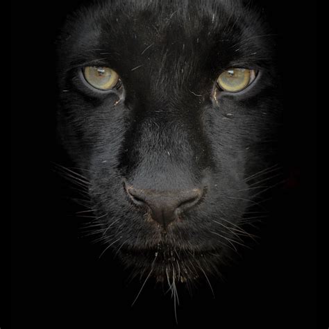 Black Panthers Animal Eyes