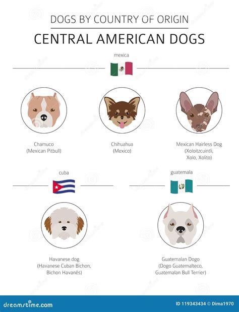 Dogs by Country of Origin. Latin American Dog Breeds Stock Vector ...