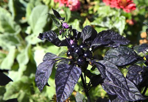 How to Grow Ornamental Peppers