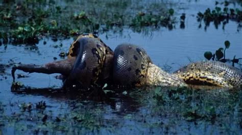 How we found the northern green anaconda, a new species of the heaviest ...