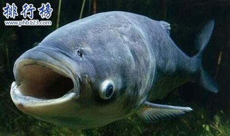 世界最大的十种淡水鱼排名 第三重600公斤 第六无水活24小时 - 奇事奇物