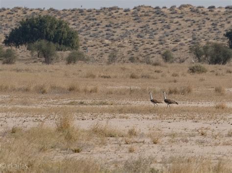 Great Indian Bustard, Grey Hypocolius, Desert Cat and other wildlife of ...