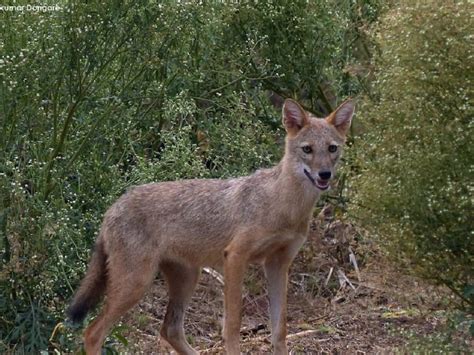 Rabies Disease : కుక్క మాత్రమే కాదు.. ఈ జంతువులు కరిచినా.. గీరినా ...
