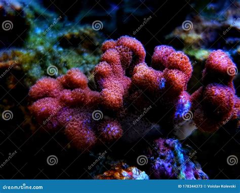 Nephthea Pink Soft Coral - Nephtheidae Sp. Stock Image - Image of cnidaria, colorful: 178344373