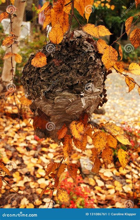 Large Wasp Nest in Tree Branches Stock Image - Image of dangerous ...