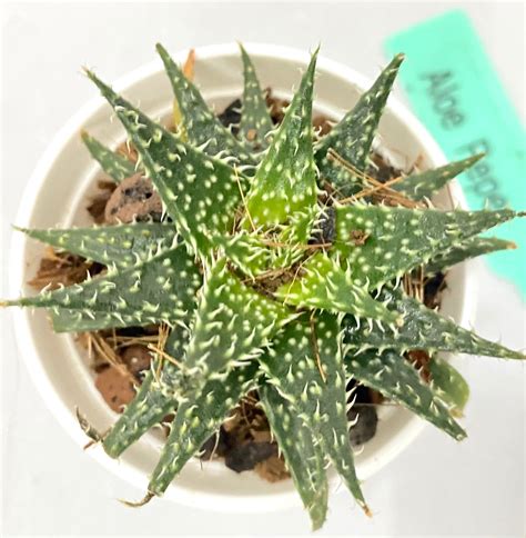 Aloe Pepe – Dream Green