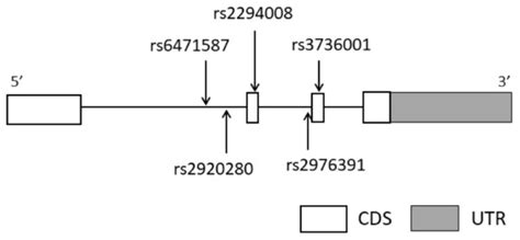 SNP rs2920280 in PSCA Is Associated with Susceptibility to Gastric ...