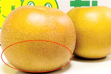 【2021最新】梨の新品種を一覧紹介！ 食味や収量に優れ栽培しやすいのは？ | minorasu(ミノラス) - 農業経営の課題を解決するメディア