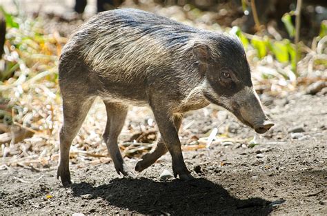 Three little beauties: Visayan warty pigs