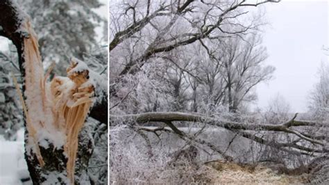 Image result for Trees Explode Cold
