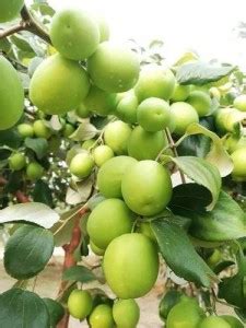 Decorate The World Apple Plant Price in India - Buy Decorate The World ...