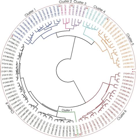 Image result for Dendrogram Excel