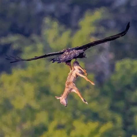 Golden Eagle Hunting Deer Ambitious Golden Eagle Viciously Attacks