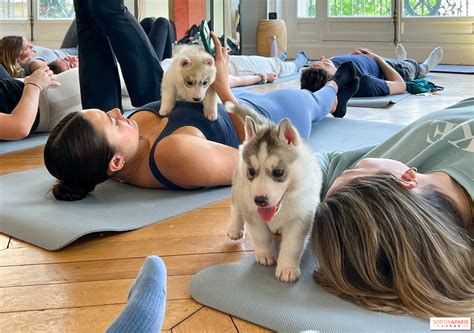 Puppy Yoga Paris, des séances de yoga tout en câlins avec d'adorables ...