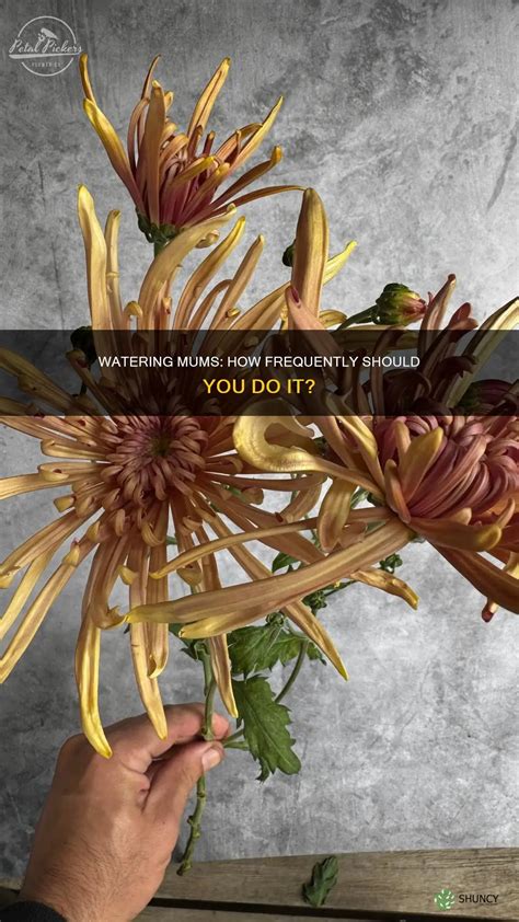 Watering Mums: How Frequently Should You Do It? | ShunCy