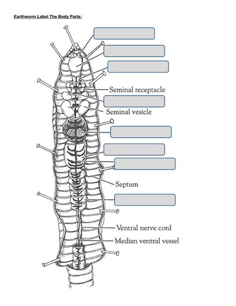 Worm Labeled Parts at Gabriel Williamson blog
