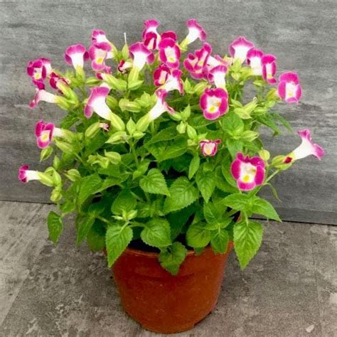Buy Torenia (Pink) - Plant online from Nurserylive at lowest price.