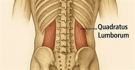 Quadratus Lumborum Pain: What It Feels Like and How We Fix It | Farmers ...