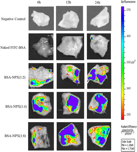 Lipo-polymeric nano-complexes for dermal delivery of a model protein ...