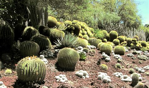 Desert Landscaping: Southwest Desert Native Plants & Gardening