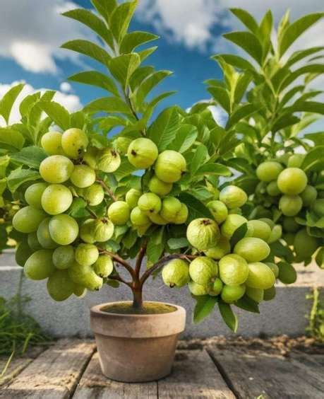 Plant Sapling - Buy Outdoor & Indoor Plants for Home Online | Shopsy