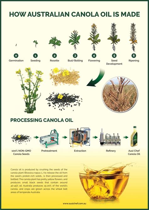 Canola Oil Molecular Formula at Mary Eklund blog