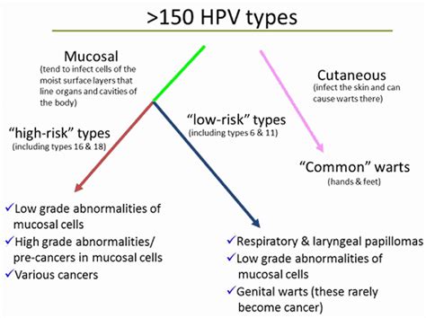HPV Genital Warts, Symptoms in Men & Women, Treatment and Vaccines