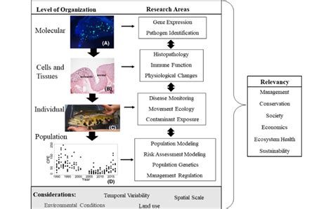 Organization of Organism Pic 的图像结果