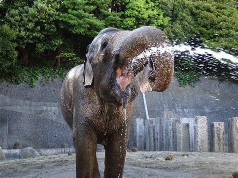 https://www.hama-midorinokyokai.or.jp/zoo/kanazawa/author97ae2/ab19c33fc7d762c518770235705bbaa7c1629525.jpg