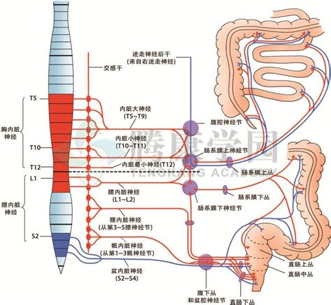 【内脏与疼痛】消化系统的神经支配_消化道_局部_作用