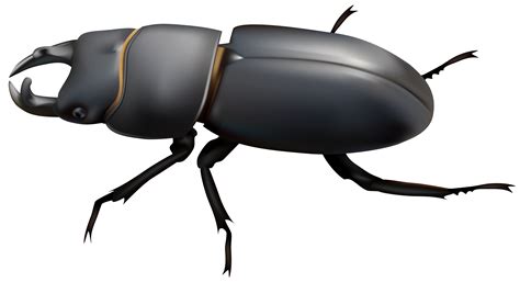 Beetle Clipart | Free download on ClipArtMag