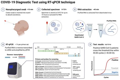 RT-PCR Method 的图像结果