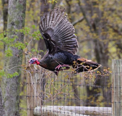 Talking Turkey: Sharing an Island with mysterious beings - Shelter ...