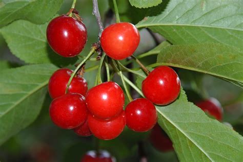 10 Different Types of Cherries - Popular Cherry Varieties to Know