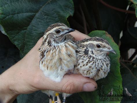 European wild quails (Coturnix coturnix), breed 2020. – Birds Breeding ...