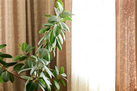 Image result for Planting Rubber Tree