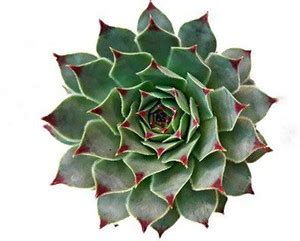 Sanaoley Succulents Plant Price in India - Buy Sanaoley Succulents ...