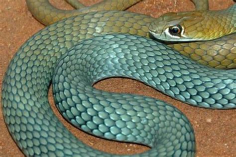 Australian Venomous Snakes