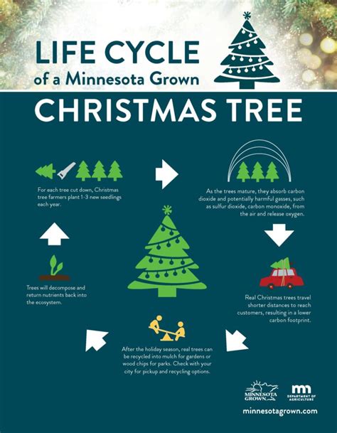 Tree Life Cycle 的图像结果