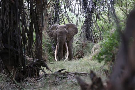 Do elephants have predators? - Tsavo Trust