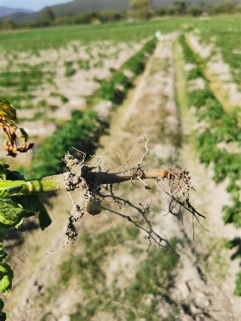 Image result for Plant Root Rot