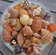 shells 的图像结果