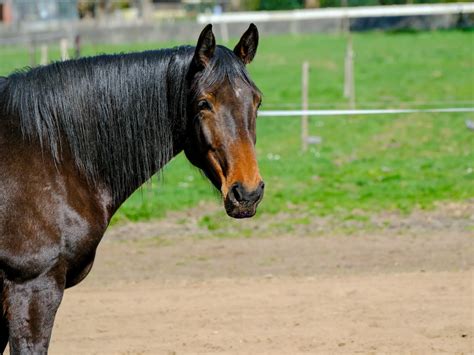 Belgian Warmblood Horse - Horse Breeds
