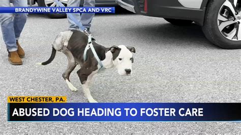 Image result for Dogs Getting Abused