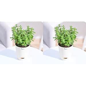 Ugaoo Good Luck Jade Plant with Self Watering Pot (Pack of 2) : Amazon ...
