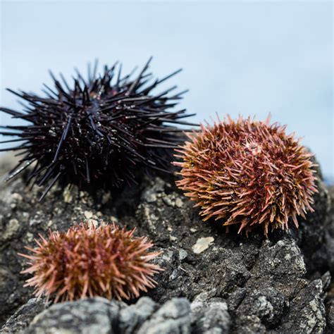 Urchin